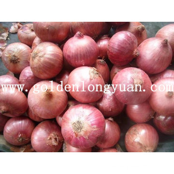 Fresh Wholesale Red Onion